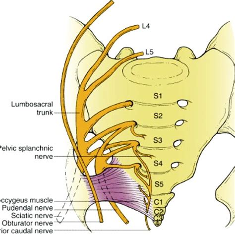 The Sacral Plexus Reproduced With Permission From Isaacs Re Fessler