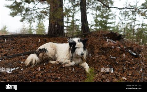 The White Dog Of The Yakut Laika Breed Wearily Lies Resting Under A