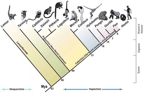 Images For Phylogenetic Tree Of Primates Phylogenetic Tree