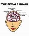jestlazz: The Female Brain