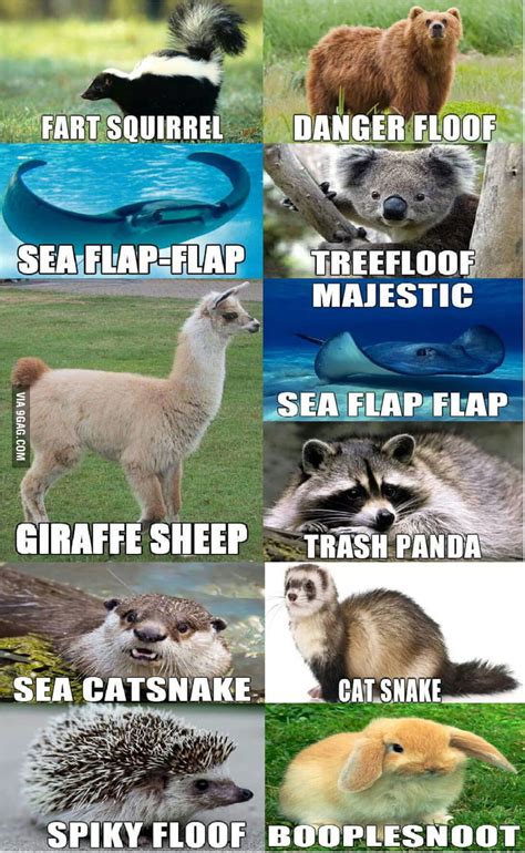 Funny Animal Names 9gag