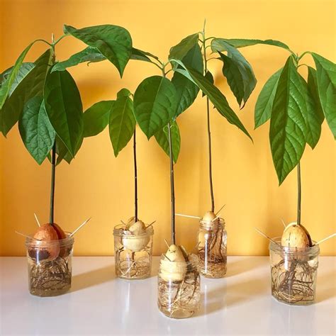 Growing Avocado From Seeds Can Be Easy With Patience And Determination