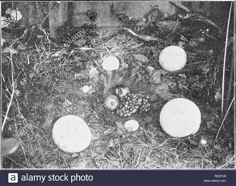 Pore Fungus Black And White Stock Photos And Images Alamy