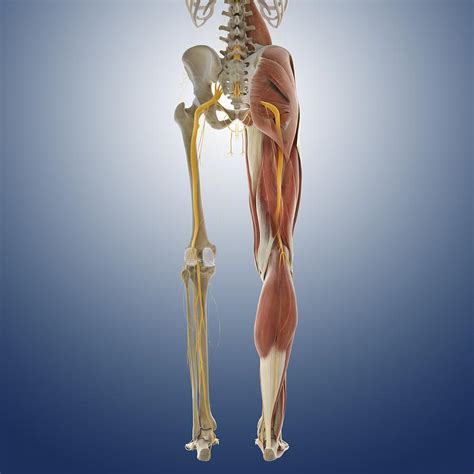 A 30 minute class for hips, hamstrings and lower back. Lower Body Anatomy, Artwork Photograph by Science Photo ...