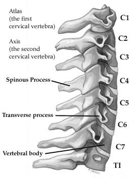 Maka tentukanlah gambar grafiknya dari fungsi di atas! The Cervical Spine