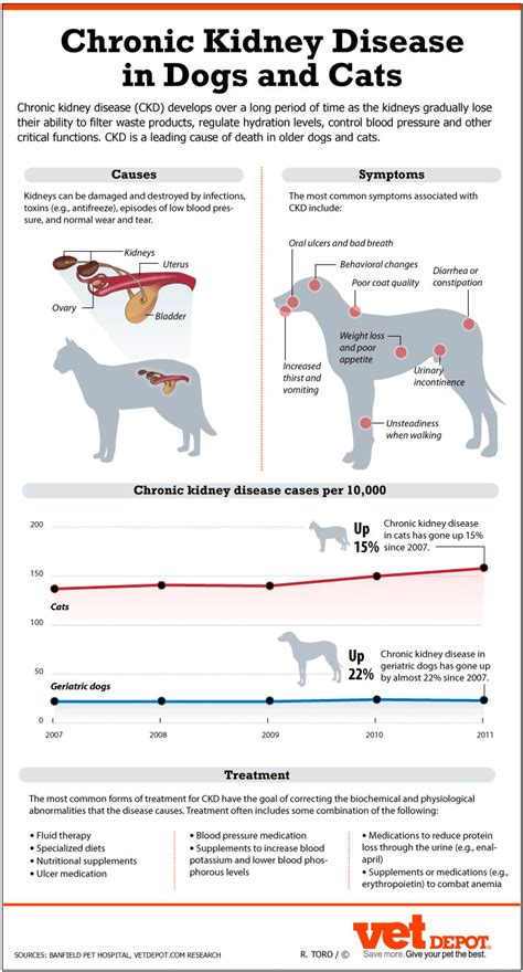 An In Depth Look At Chronic Kidney Disease In Dogs And Cats