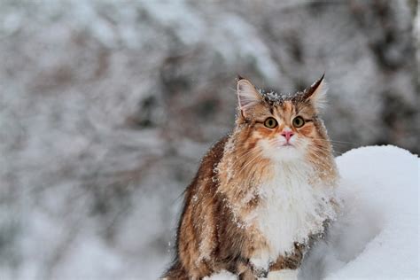Norwegian Forest Cat Vs Maine Coon How To Choose Between