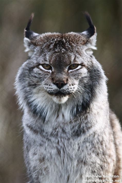 10 Intriguing Facts About The Siberian Lynx My Heart Wept When I Saw