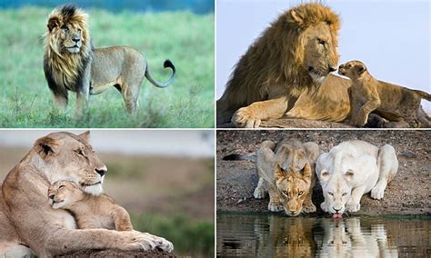 Incredible Photographs Show African Lions In Their Stunning Natural