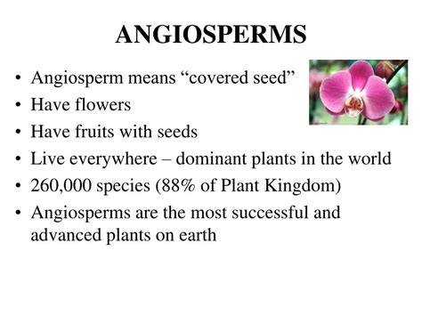 Ppt Gymnosperm Intro And Evolution Life Cycle And Reproduction Uses