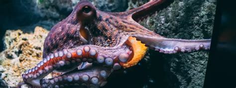 What Do Octopus Eat Science Facts