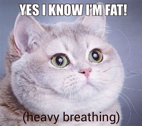 Cat Heavy Breathing Meme Cat Meme Stock Pictures And Photos