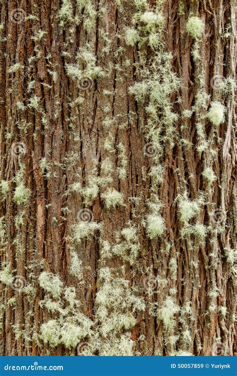 Beautiful Tree Bark Stock Image Image Of Moss Background 50057859