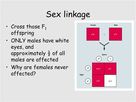 PPT Linkage Sex Linkage Pedigrees PowerPoint Presentation Free