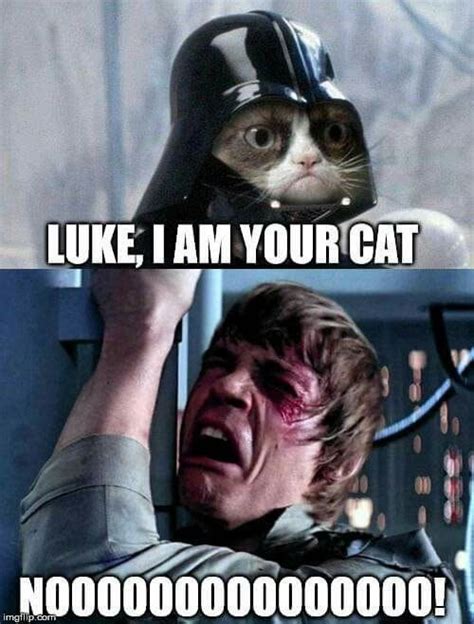 Download the elegant grumpy cat memes clean funny. 25 Star Wars Funny Memes | Funny grumpy cat memes, Funny ...