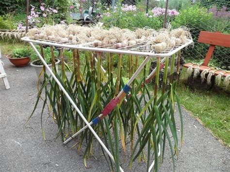 Drying Rack For Garlic Vegetable Garden Design Garlic Garden Veg Garden