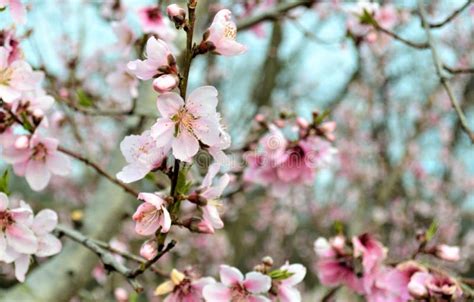 Peach Blossoms In Spring Stock Photo Image Of Smile 112570164