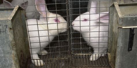 Animal Testing At Imperial College London Not Fit For