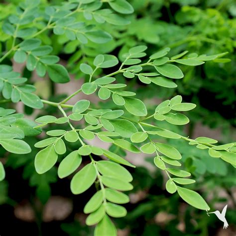 Why You Should Grow A Moringa Tree At Home Producers Stories