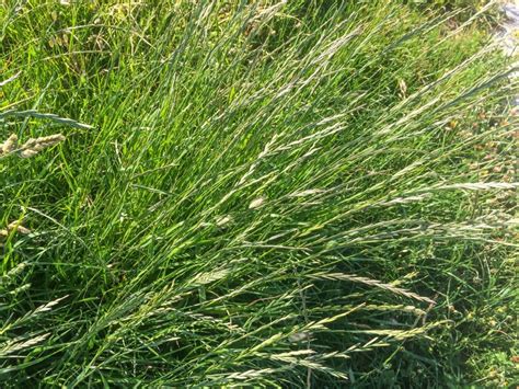 Planting Perennial Ryegrass What Is Perennial Ryegrass Used For
