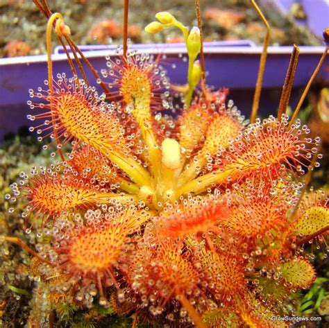 Some were turned yellow probably d. Drosera capillaris (flat rosette, typical) | Plants, Small ...