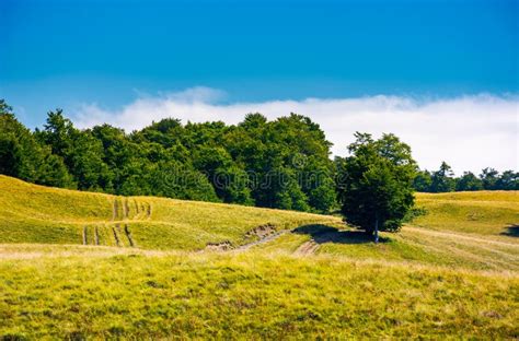 Trees On A Grassy Hillside In Summer Stock Photo Image Of Hummock