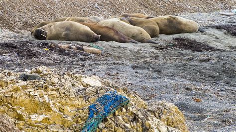 आर्कटिक और दुनिया के सबसे घनी आबादी वाले शहरों में प्लास्टिक कचरे की मात्रा समान है infobae