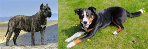 Presa Canario Vs Appenzell Mountain Dog Breed Comparison