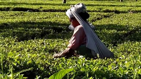 Tea Plucking Dooars Tea Garden In India North Bengal Tour Youtube