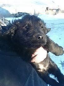 Puppies will be either black or silver. GoldenDoodle puppies... PRICE REDUCED!!! for Sale in ...