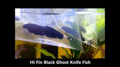 Ghost Knife Fish Albino And Hi Fin Black Knife Fish Shrimplovers