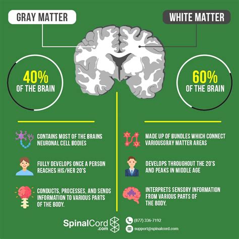 Grey Matter Vs White Matter In The Brain