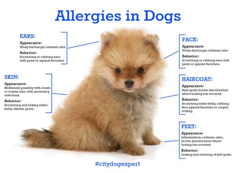 Allergies In Dog