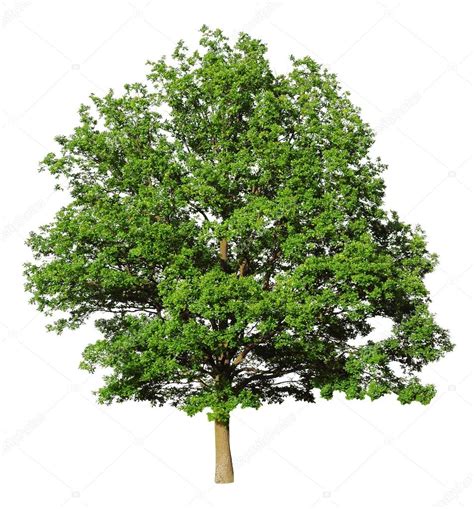 Oak Tree Isolated On White Background Stock Photo By ©photkas 12641266