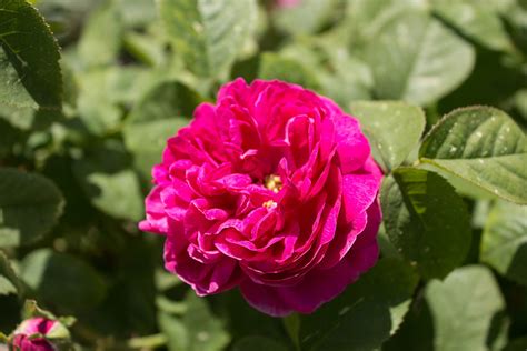 Rosa Rose De Rescht In 2 Gallon Pot Fraser Valley Rose Farm