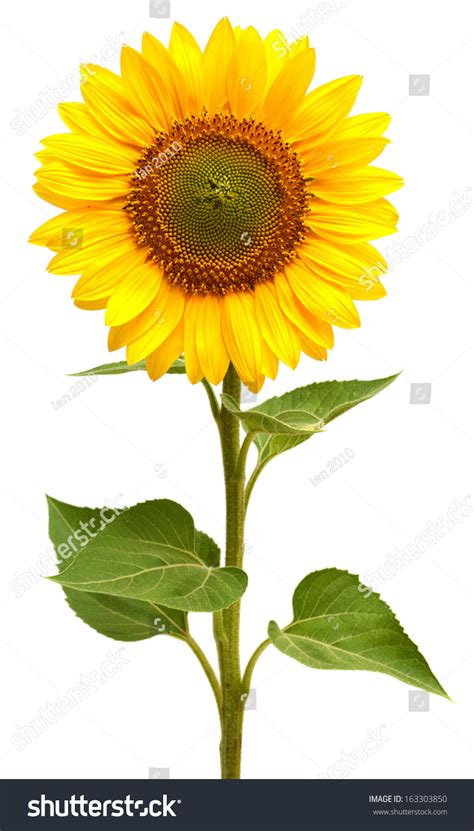 Sunflower Isolated On White Background Stock Photo 163303850 Shutterstock