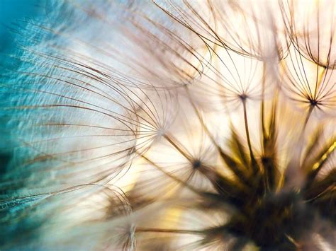 Dandelion Closeup Photograph By Julia Delgado Fine Art America
