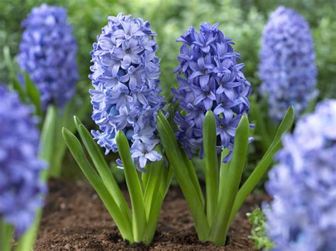 How To Plant Spring Blooming Bulbs In 3 Easy Steps