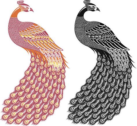 Best Peacock Illustrations Royalty Free Vector Graphics And Clip Art