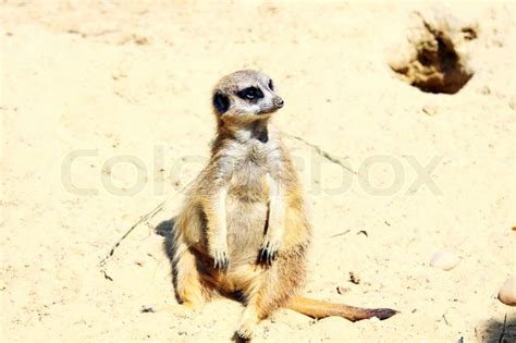 Tired Fatty Meerkat Relaxed Sitting On The Ground Stock Photo Colourbox