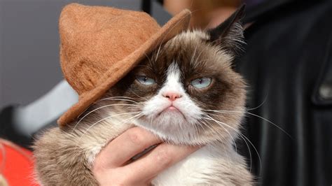 Internet Meme Grumpy Cat Dies Aged Seven Itv News