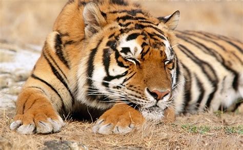 Adorable Tiger Sleeping Save The Tigers Photo 25418803 Fanpop