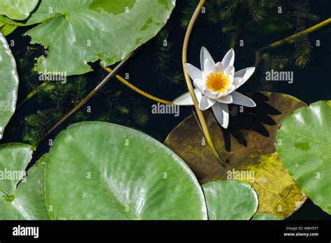 Water Lily Flower In River National Symbol Of Bangladesh Beautiful