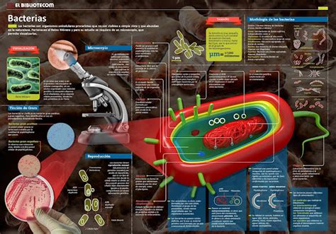 Ciencia En La Web Las Bacterias Infografía