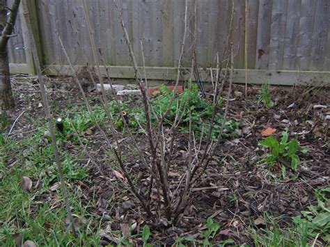 Pruning Gooseberries And Currants Landed Forest Gardening