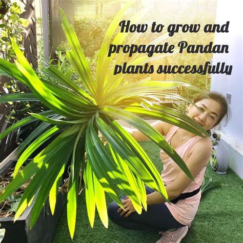 How To Grow Pandan Plant Pandanus Plant Variegated The Plant Shop