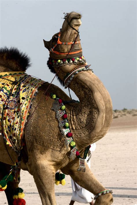 Amazing Art On Camels This And That