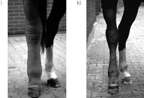 Equine Lymphedema Treatment