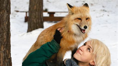 How To Tame A Fox According To Science — Quartz