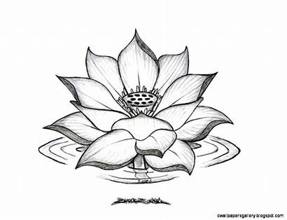 Flower Drawing Lotus Coloring Wallpapers Sketch Leaves
